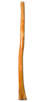 Gloss Finish Flared Didgeridoo (TW1128)